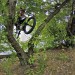 Anthony Wilson Tree Hop!